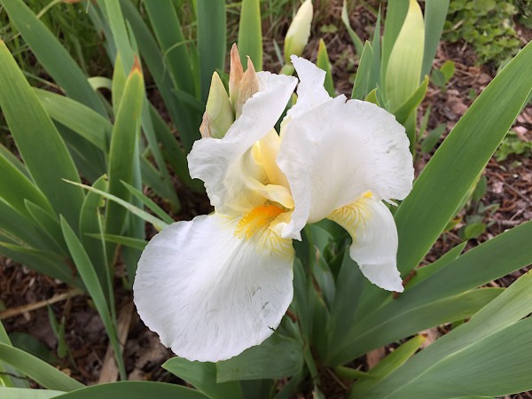 Iris barbata-elatior „Creme Rocky“ (i.11cmT.)