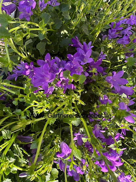 Campanula garganica „blau“ (i 11cmT.), Garganische Glockenblume, Sternpolster Glockenblume