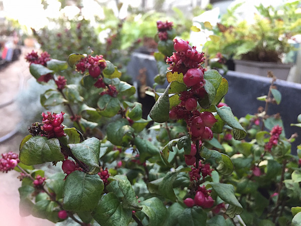 Symphoricarpos x doorenbosii „Magical® Winterberry“ (i.15cmT.)Knallerbsen Strauch, Schnee Beere