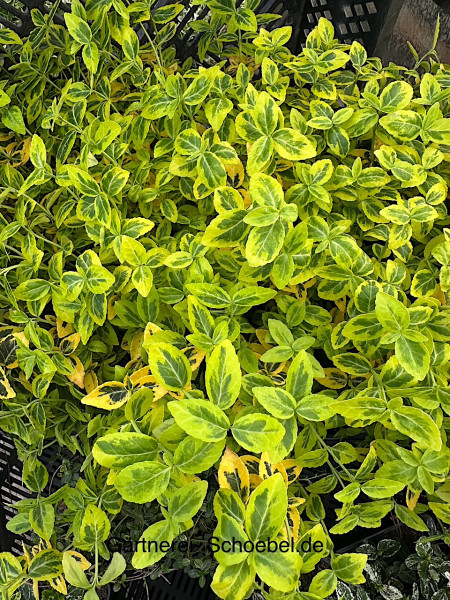 Euonimus „Emerald Gold“ (i.10cmT.)