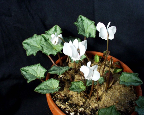 Cyclamen hederifolium, Album " Silverleaf m. grüner Pfeilspitze"