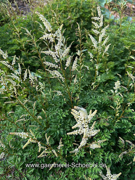 Aruncus aethusifolius (i.11cmT.) Geisbart - Zwergform