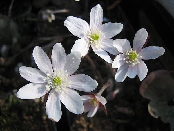 Hepatica acutiloba (i.9cmT.) Leberblümchen