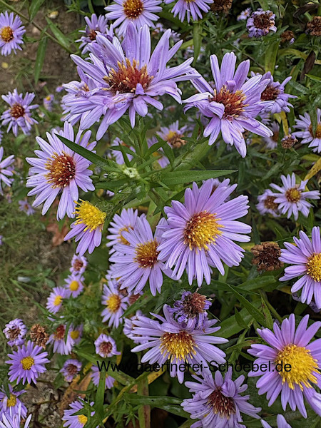 Aster novi belgii „Blue Angel“ (i.13cmT.), Herbst Aster, Glattblatt