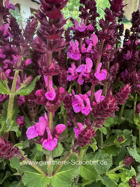 Salvia nemorosa „rosa Marvel“ (i.12cmT.), Steppensalbei