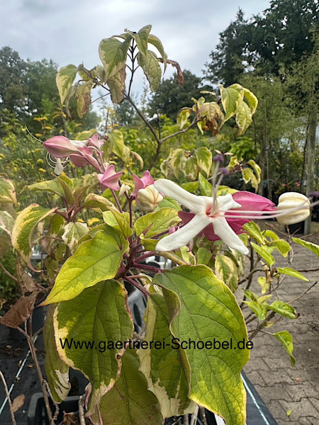Clerodendrum trichotomum „Carnival“ (im 17cmT.)(ca 70-80cm jetzt Höhe), japanischer Losbaum