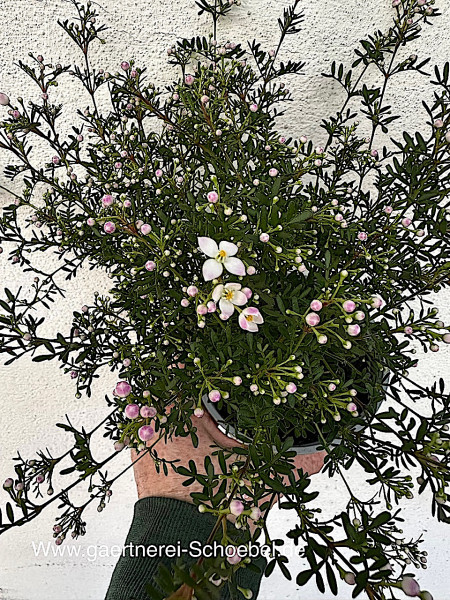 Boronia anemonifolia „Pink Star“ (i.12cmT.), anemonenblättrige Korallenraute, Dauerblüher