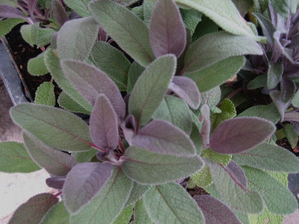 Salvia officinalis ´Purpurascens` (i.12 cmT.) Purpursalbei
