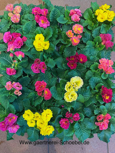 Primula acaulis „Bellisimo“ (i.10cmT.), duftende Röschen Primel