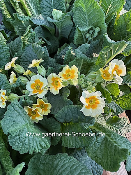 Primula veris „gelb mit orange Auge“(i.12cmT.)