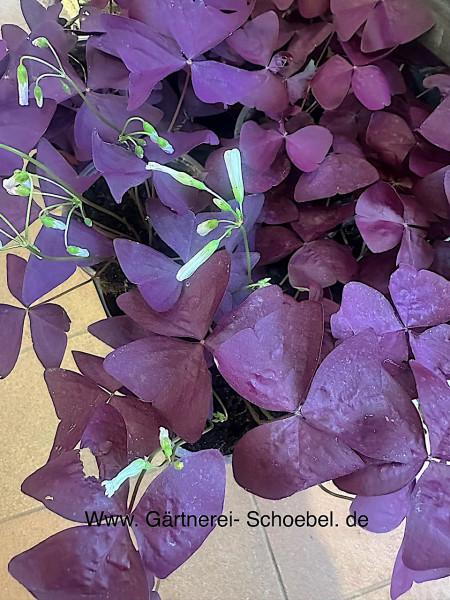 Oxalis triangularis (i. 12cm T.), burgund Zierklee