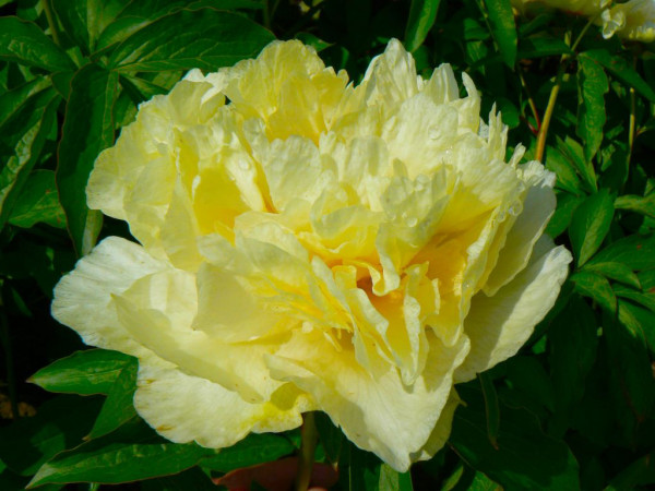 Paeonia lactiflora „Sunny Girl“ (ca i.18cmT.), Pfingstrose