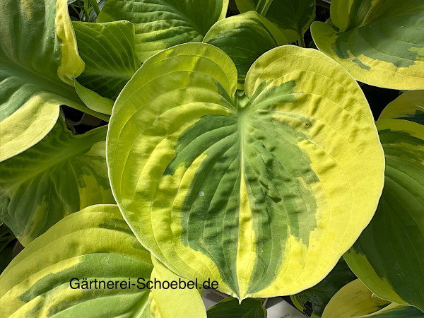 Hosta Carnival (9cmT.)