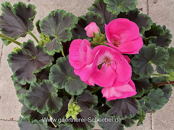Pelargonium zonale „Schoko Blatt“ rosa (i.12 cmT.), Schokoladen Geranie