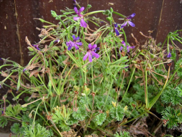 Pelargonium "Lilac Dream"(I.11cmT.)