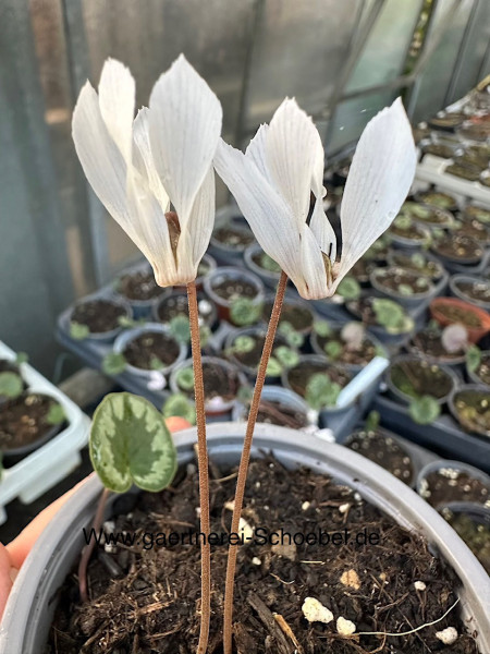 Cyclamen intaminatum (i.9cmT.)