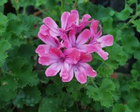 Pelargonium ´Pink Champagne`(i.10cmT.) Pelargonium ´Pink Champagne`(i.10cmT.)