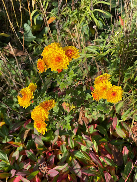 Chrysanthemum x hortorum „Ponpon gelb “ (i.12cmT.), Chrysantheme, Winteraster