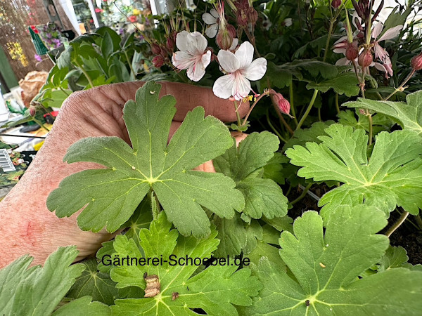 Geranium macrorhizum "Spessart" (i.9cmT.) Storchenschnabel