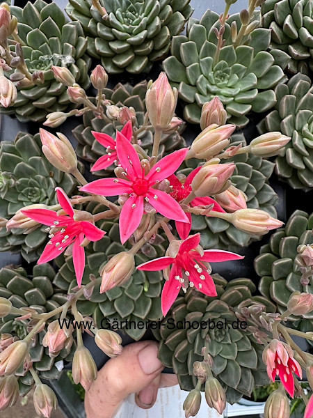 Graptopetalum bellum (tacitus) (i.5-6cmT.), Graptopetalum