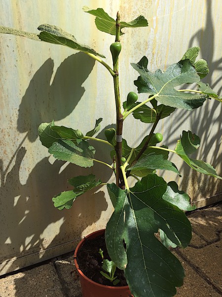 Ficus carica „Cuello de Daa Blanca“(i.14cm T.)jetzt ca 45cm, Feige