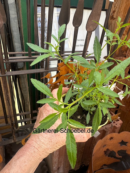 Tagetes lemonnii compacta (i.11cmT.)Zitronen Tagetes