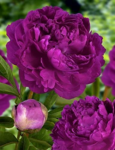 Pfingstrose Paeonie 57cm lila lavendel violett künstlich naturgetreu Päonie 