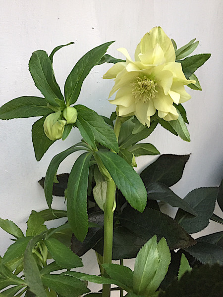 Helleborus orientalis „Xanthia“ ®, Lenz- Christ Rose gelb gefüllt (i.15 cm T.)