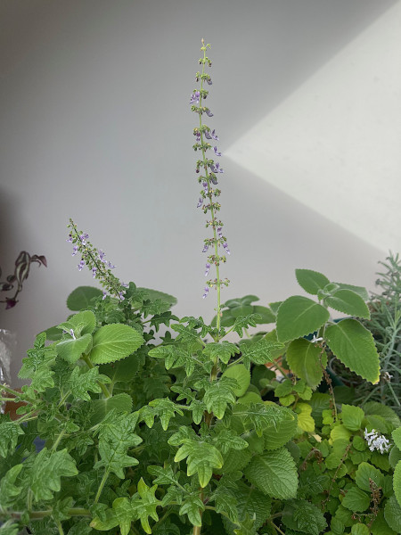 Plectranthus "Patchouli" (i.9cmT.)