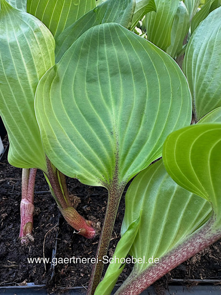 Hosta nakaiana "Purple Heart"® (i.9cmT.) Funkie