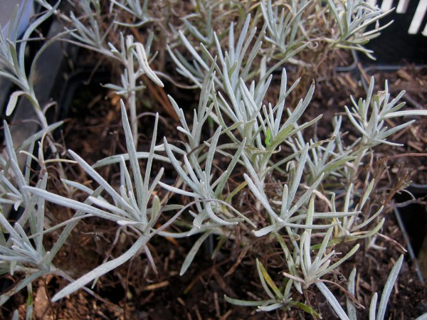 Helichrysum italicum `Silbernadel`(i.11 cm T.) Currystrauch