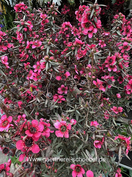 Leptospermum Busch rot (i.12 cmT.), Australischer Teestrauch, Tea Tree, Südsee Myrthe