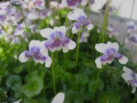 Viola hederacea (i.10cmT) Australisches Veilchen Viola hederacea (i.10cmT) Australisches Veilchen