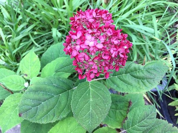 Hydrangea arborescens „Ruby Annabelle R“ (i. 17cmT.)