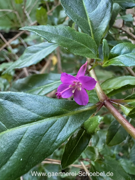 Fuchsia „Mini rosa“ (i.10cmT.)