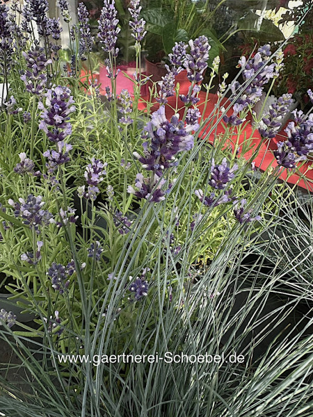 Lavandula angustifolia ´Hidcote Blue` (i.10 cmT.) Lavendel, blau