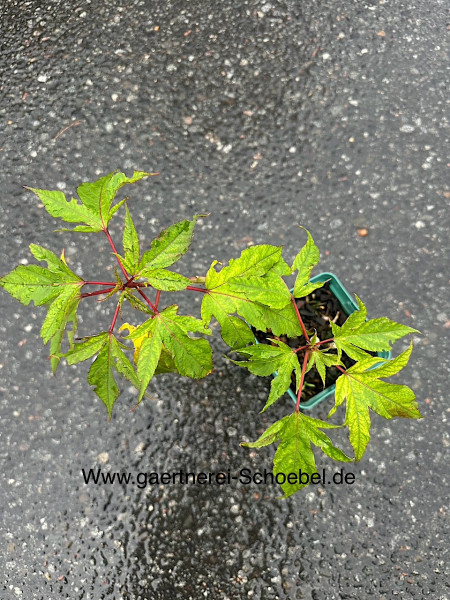 Hibiscus moscheutos „Pink Candy“® (i.12cmT.), Roseneibisch - grossblütig