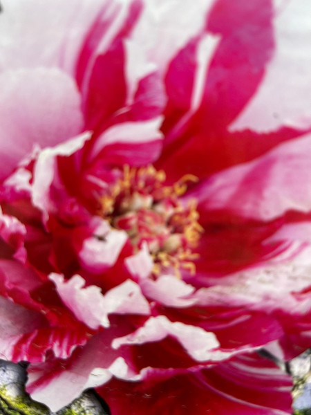 Paeonia suffruticosa „Shimanishiki“ (rosa weiss)(i2lT.), Baum Pfingstrose