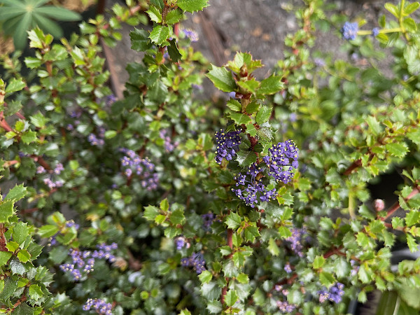 Ceanothus „Emily Brown“ (i.19cmT.),Immergrüne Zwerg Säckelblume