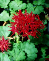Pelargonium ´Roter Stern`(I.10cmT.) Pelargonium ´Roter Stern`(I.10cmT.)