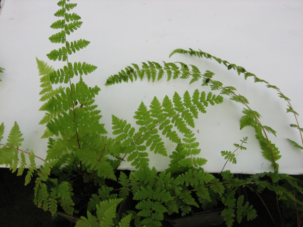 Cystopteris bulbifera (i.9cmT.) Brutknospen - Blasenfarn