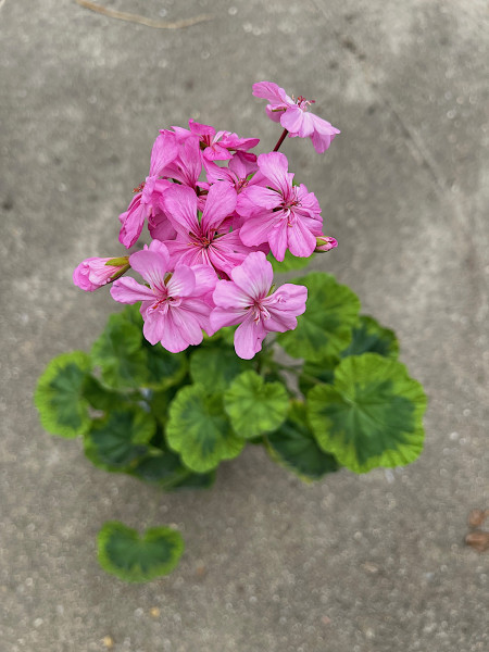 Pelargonium hortorum „Warrion“ (i.10cmT.)