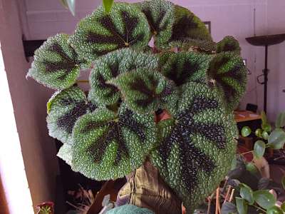 Begonia scharffii (i.10-11cmT.) Schiefblatt aus Neuseeland importiert |  easy indoor Pflanzen | Duft- und Wandelgrtnerei Schoebel