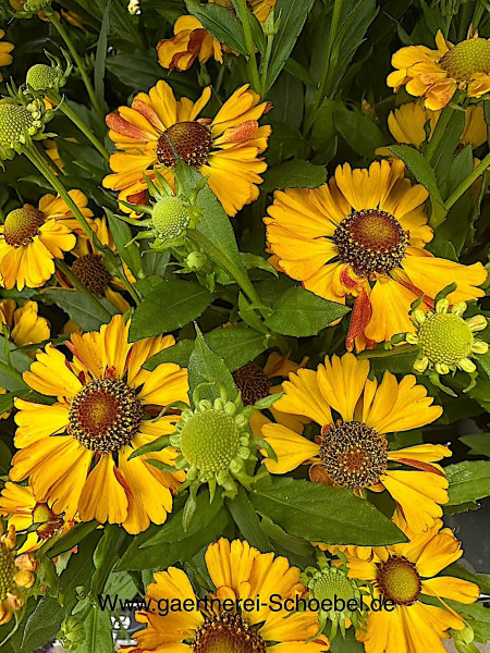 Helenium autumnale(Hayday-Serie) „Golden Bicolor“ (i.13 cm T.), Sonnenbraut