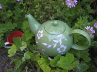 Duftblatt- Pelargonien 6 Pack Tee Pelargonien(10cmT.) Duftblatt- Pelargonien 6 Pack Tee Pelargonien(10cmT.)