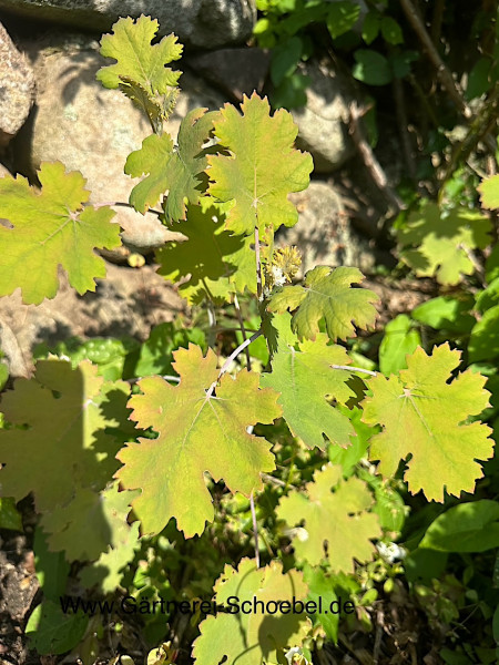Macleaya cordata var. cordata, Federmohn (i.11cmT.)