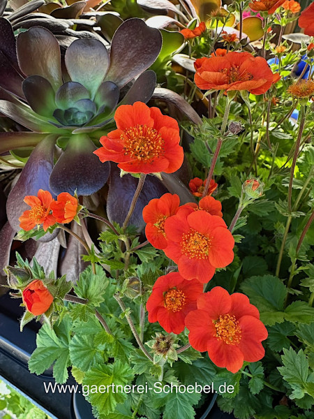 Geum coccineum „Koi“ (i.13cmT.)orangerot Nelkenwurz