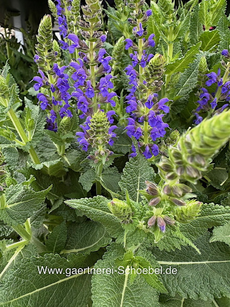 Salvia x sylvestris (nemorosa) „April Night“ (i. 13cmT.), Blüten Salbei