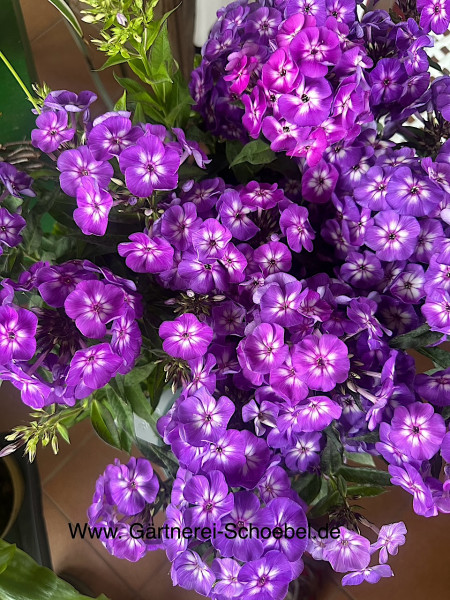 Phlox paniculata „lila mit weissem Auge“ (i.13cmT.), Sommer - Phlox, Auslese 2025
