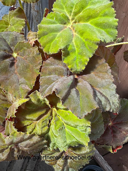 Begonia rex „Brauni“ (i.13cmT.), Brauni schillende Blatt Begonie